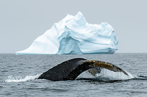 Côte inexplorée de l’Est Antarctique et Terre Australes françaises-No-2293_A230223_BEST-OF©StudioPonant-OlivierBLAUD.JPEG