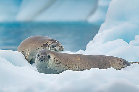 Unexplored Antarctica between Two Continents-Comite HD Phoque crabier Wilhelmina bay ©Studio Ponant- Laurence FISCHER-.jpg