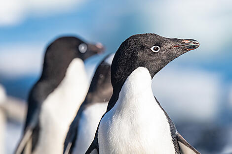 Unexplored Antarctica between Two Continents-Comite HD Manchots Adelie à Brown Bluff ©Studio Ponant- Laurence FISCHER-.jpg