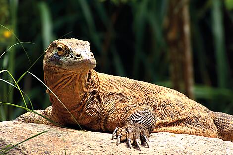 Komodo National Park