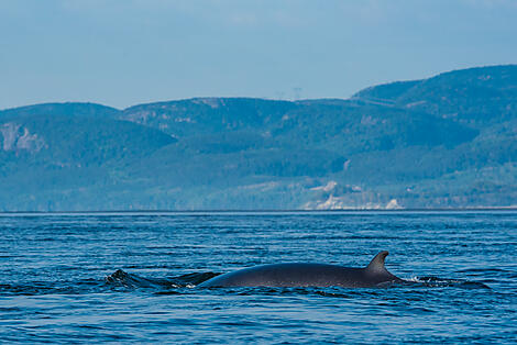 From Québec to the Big Apple: nature & remarkable cities-No-409_S200917_Tadoussac©StudioPONANT-Laurence Fischer.jpg