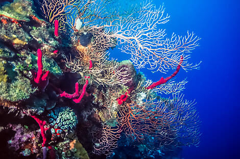 Bélize et Honduras : rencontres et nature insoupçonnées-iStock-519868062.jpg