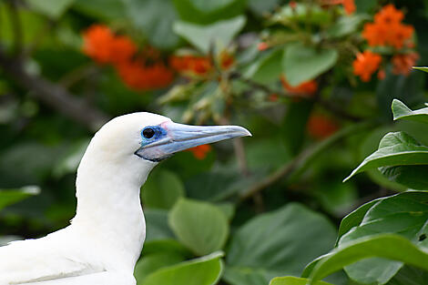 Naturschutzgebiete und Begegnungen in der Karibik-N°218-M141121_Cozumel-Cozumel©StudioPONANT-Margot Sib.jpg