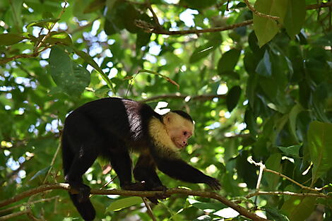 Ungeahnte Begegnungen und Natur pur in Belize und Honduras -AdobeStock_257941849.jpeg