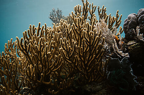 Unbekannte Inseln, von den Seychellen nach Madagaskar-__2N4A5450_R091122_Divers_Indonesie_ ©PONANT-Julien-Fabro.jpg