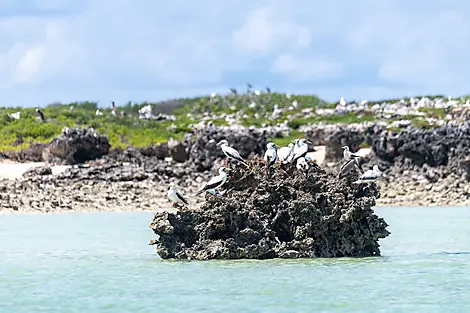 Sansibar, Aldabra und Schätze des Indischen Ozeans-No-2262_E161221_MAHE-ZANZIBAR©StudioPONANT-VioletteVauchelle.jpg