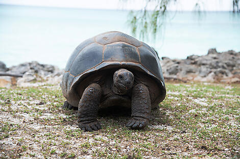 Madagascar & the Mascarene Islands Adventure-N-1101_R291118_Aldabra-Island_Tortue_StudioPonant-CharlotteOrtholary-retouchée.jpg