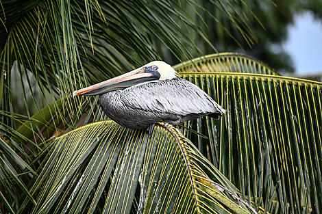 Tropisches Abenteuer in Mittelamerika-N°98-M141121_Cozumel-Cozumel©StudioPONANT-Margot Sib.jpg