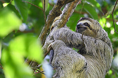 Tropisches Abenteuer in Mittelamerika-Paresseux_CostaRica©StudioPonant_MorganeMonneret.jpg