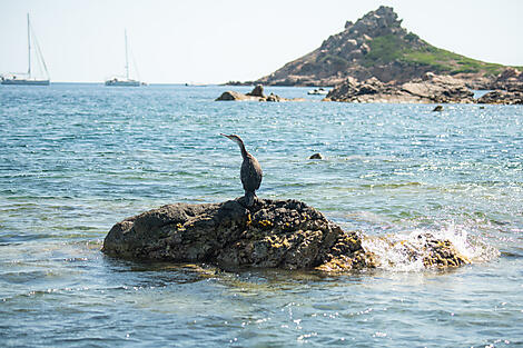 Korsikas Küsten unter den Segeln der Le Ponant-N-2131_T180720_Nice-Nice©StudioPONANT_Laura Gelfged.jpg