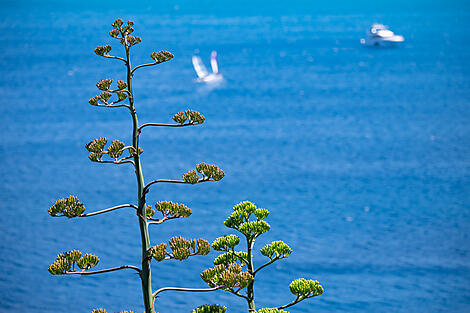 Korsikas Küsten unter den Segeln der Le Ponant-No-2224_V110720-MARSEILLE-MARSEILLE©StudioPONANT-Olivier Blaud.jpg