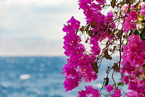 Merveilles antiques de Méditerranée -ðÁêAdobeStock-Guillaume-Louyot_120520184_Bougainvill.JPEG