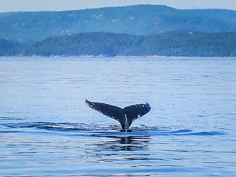 Du Canada à la côte est américaine  -iStock-859040120.jpg