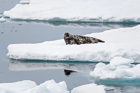 Northeast Greenland's Unexplored Sea Ice-N°0055_O220522_Reykjavik-Reykjavik©StudioPONANT_Morgane Monneret.jpg