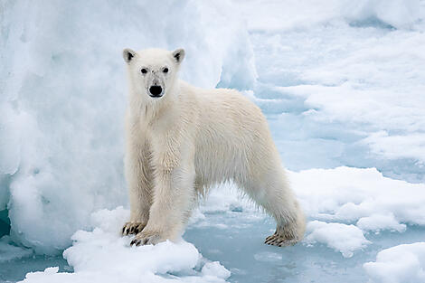 Northeast Greenland's Unexplored Sea Ice-N°0128_O220522_Reykjavik-Reykjavik©StudioPONANT_Morgane Monneret.jpg