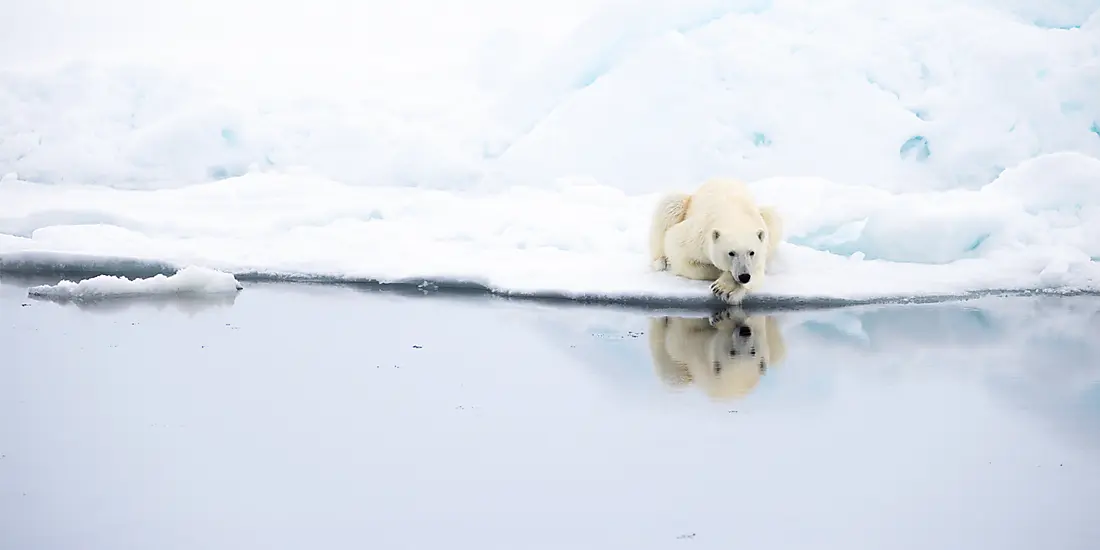 Northeast Greenland's Unexplored Sea Ice