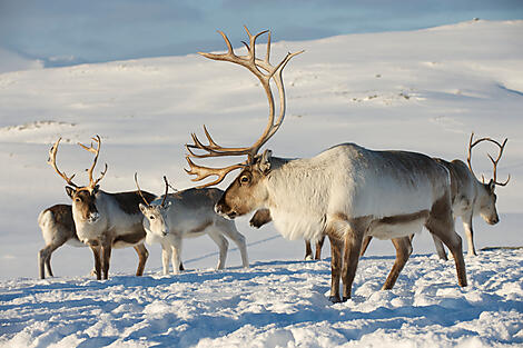 Nordic Discoveries & Traditions-iStock-528897129.jpg