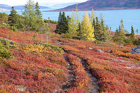 Wilderness from Greenland to the East Coast of Canada-iStock-1249495903.jpg