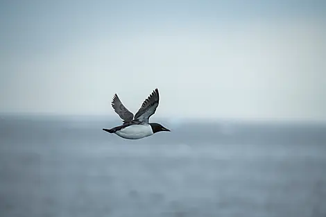 Wilderness from Greenland to the East Coast of Canada-No-2139_CR17_A240622_Alkefjellet-guillemots-brunick©StudioPONANT-Glenn Le Bras.jpg