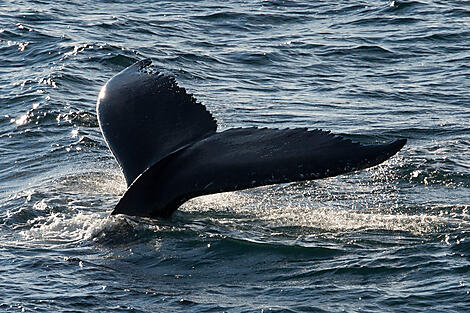 Des côtes sauvages du Groenland à la côte est du Canada-036_B270617_Baleines_Spitzberg©StudioPONANT-O.Blaud.jpg