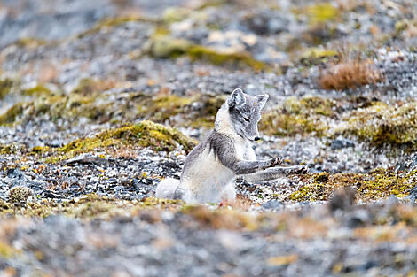 Der wilde hohe Norden, von Spitzbergen bis Island-No-2352_CR25_B100822_Longyearbyen_Longyearbyen©StudioPONANT_MorganeLANCO.JPEG