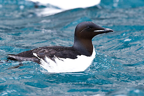 Eclipse solaire totale dans le Grand Nord sauvage-LE BOREAL- SPITZBERG-GUILLEMOTS DE BRÜNICH©STUDIO PONANT-SYLVAIN ADENOT.JPEG