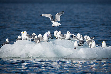 The Far North from Spitsbergen to Iceland-N°2928_CR16_O070822_Longyearbyen-Longyearbyen©StudioPonantJoanna Marchi.jpg