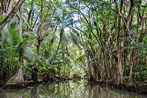 L'essentiel des Caraïbes-iStock-847657962.jpg