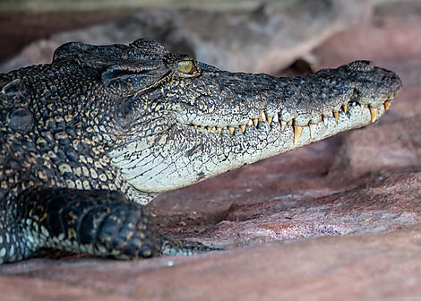  Unentdeckte Schätze Australiens-N°-1020_R280422_Darwin-Broome@StudioPONANT-Laure Patricot.jpg