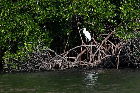 Le Kimberley emblématique-N-1120_R110819_King George River_Kimberley_Australie©Studio PONANT-Laure Patricot.jpg