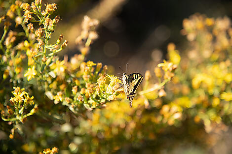 The great Corsican loop-2103_T101020_Nice-Nice©StudioPONANT-LauraGelfged.jpg