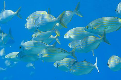 Rivages corses sous les voiles du Ponant-2110GA060622-Nice-Nice©StudioPonant-AurelienCorlay.jpg