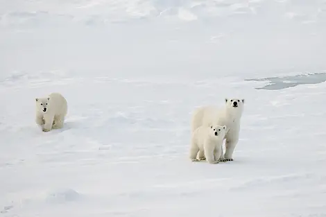 The Geographic North Pole & Scoresby Sound-N°2286_CR17_O220822©StudioPONANTJoanna Marchi.jpg