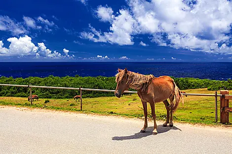 Odyssey in the heart of Japan’s subtropical islands-iStock-1318819832.jpg