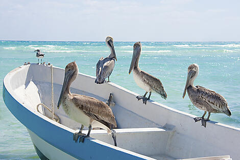 L'essentiel des Caraïbes-iStock_000009609251_Large.jpg