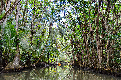 The Essentials of the Caribbean-iStock-847657962.jpg