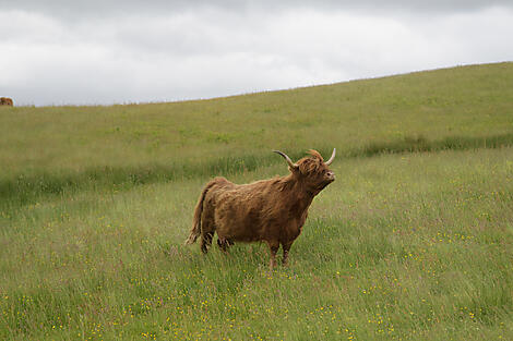 Mythische Inseln und wilde Landschaften auf den Hebriden-2028U170622_GLASGOW-GLASGOW_©StudioPONANT_Matthieu DEBANO.JPEG