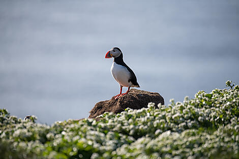 Wilde Landschaften in Schottland, auf den Färöer und Island	-No-2187_E130622_Grimsey- Macareux-Islande©StudioPONANT-Doriane Letexier.JPEG