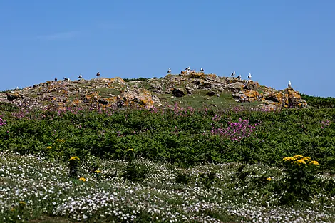 Natural and cultural discoveries in Celtic lands-iStock-1341734962.jpg