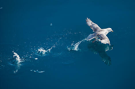 Merveilles des rivages celtes-014_B230817_Ilulissat©StudioPONANT-O.Blaud.jpg