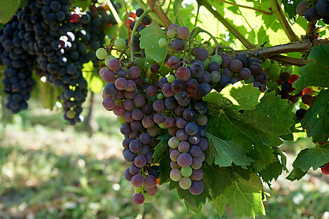 Gaumenfreuden, Weinberge und Ozean-AdobeStock_174515407.jpg