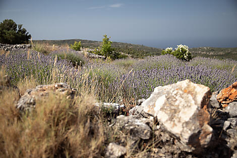 Croatia's Dalmatian Coast by Sea – with Smithsonian Journeys-n°0253_Y250621_Venise-Venise©StudioPONANT-Morgane Monneret.jpg