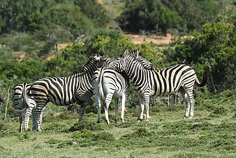 Namibia und Südafrika-N-2259_Y240318_Le-Cap_Durban©StudioPONANT-Margot Sib.jpg