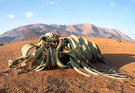 Namibie et Afrique du Sud -AdobeStock_213180194.jpeg