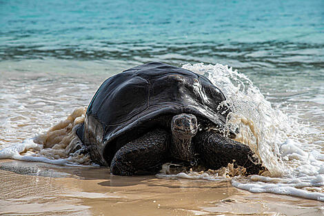 Highlights der Seychellen -69-Tortue Aldabra, seychelles_StudioPonant-Servane Roy Berton.jpg