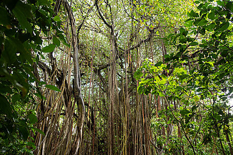 The essential Seychelles -N-1066-R291118_Aride-Island©StudioPONANT-Charlotte Ortholary.jpg