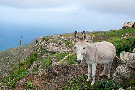 Entre volcans et océan, du Cap-Vert aux Canaries-N-2111_U280919_Lisbonne-Dakar©StudioPONANT-Sylvain Adenot-4.jpg