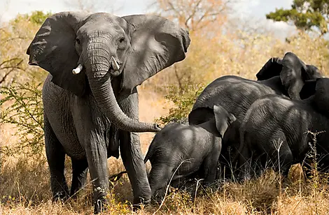 Afrique du Sud et Madagascar-iStock_000006898664_Large_resize.jpg