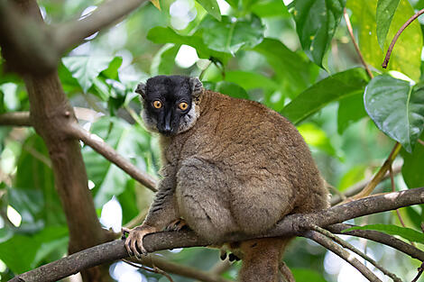 Madagaskar und Südafrika-EC080323_MADAGASCAR-NOSYKOMBA��Margot SIB-477.JPEG