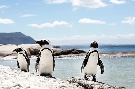 South Africa and Namibia by Sea: Around the Cape of Good Hope – with Smithsonian Journeys-N°-2036_Y240318_Cape-Town©StudioPONANT-Margot.Sib_3008x2000.jpg